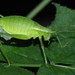 Pieninsky's Plump Bush-Cricket - Photo (c) carnifex, some rights reserved (CC BY), uploaded by carnifex