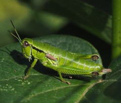 Odontopodisma decipiens