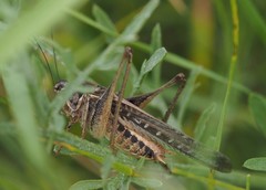 Platycleis affinis