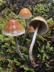 Hypholoma marginatum