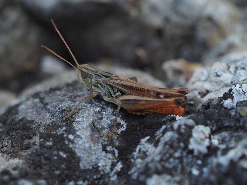 Eurasian Toothed Grasshopper