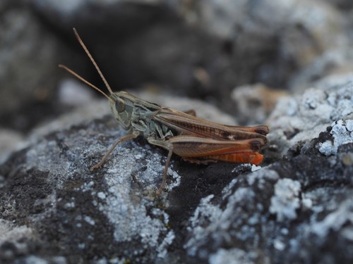 Stenobothrus eurasius Zubovski, 1898
