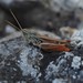 Eurasian Toothed Grasshopper - Photo (c) carnifex, some rights reserved (CC BY), uploaded by carnifex