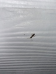 Myodocha serripes