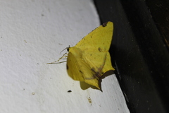 Nepheloleuca illiturata