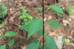 Acalypha mollis