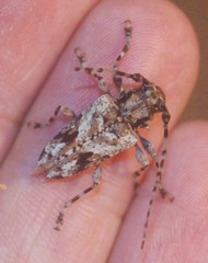 Aegomorphus inquinatus