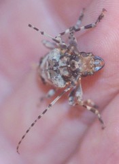 Aegomorphus inquinatus