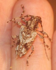 Aegomorphus inquinatus