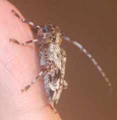 Aegomorphus inquinatus