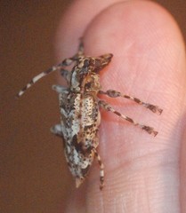 Aegomorphus inquinatus