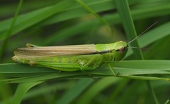 Mecostethus parapleurus
