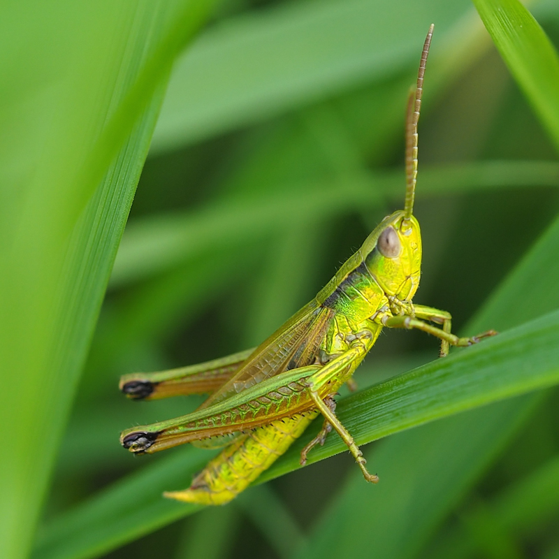 Gold Grasshopper