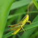 Gold Grasshopper - Photo (c) Lorin Timaeus, some rights reserved (CC BY), uploaded by Lorin Timaeus