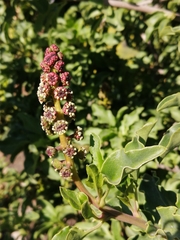 Anisomeria littoralis