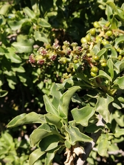 Anisomeria littoralis