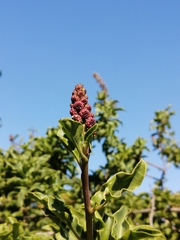 Anisomeria littoralis