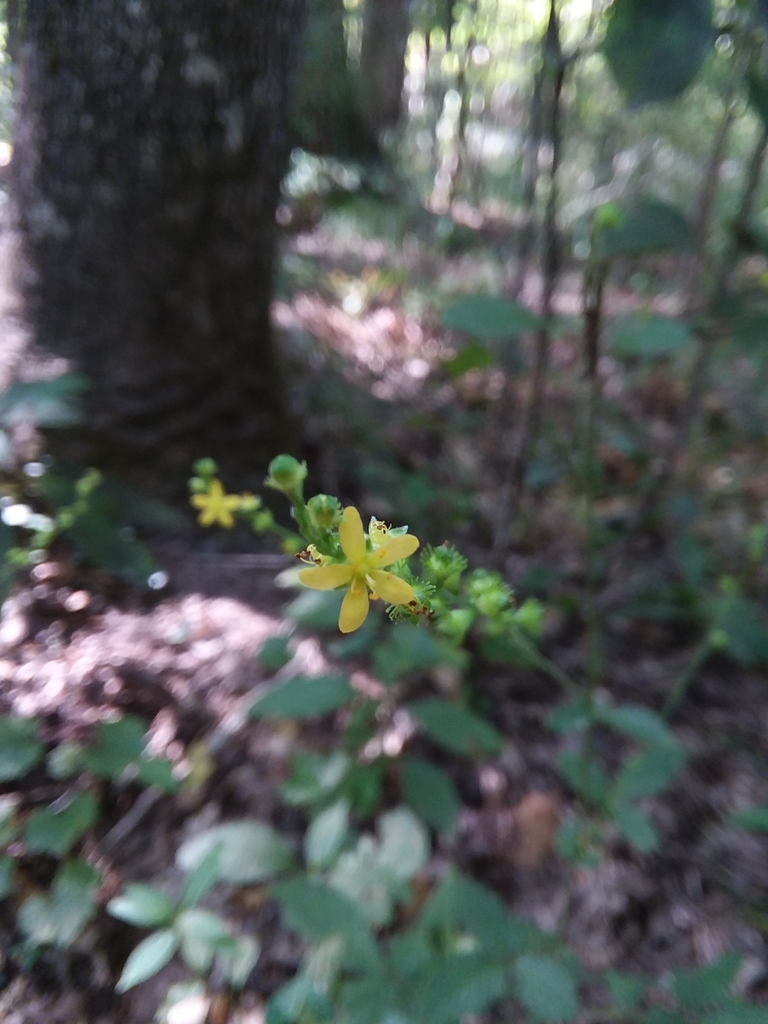 Low agrimony (Agrimonia microcarpa)