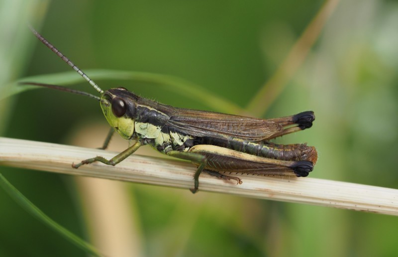 Chorthippus parallelus parallelus