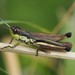 Meadow Grasshopper - Photo (c) Lorin Timaeus, some rights reserved (CC BY), uploaded by Lorin Timaeus