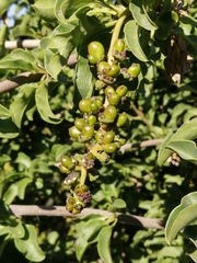 Anisomeria littoralis