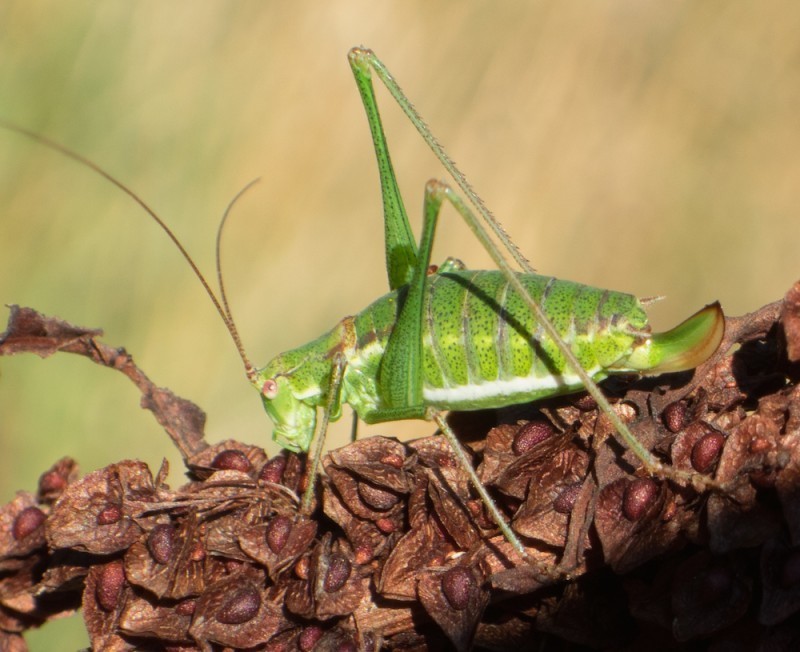 Striped Bush-cricket