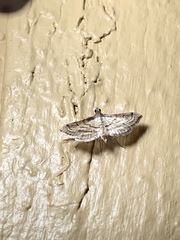 Spilomelini
