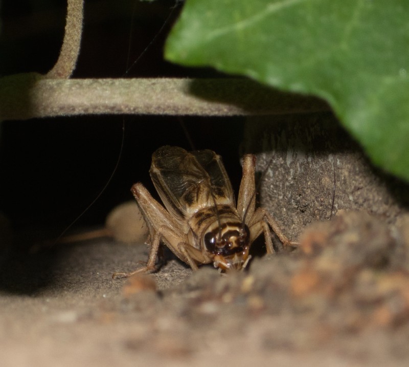 European House Cricket (Orthoptera of Vienna / Heuschrecken Wiens