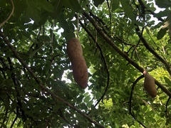 Kigelia africana africana