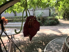 Kigelia africana africana