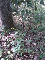 Agrimonia microcarpa