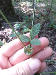 Agrimonia microcarpa