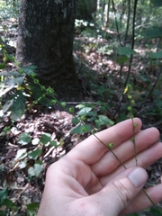 Agrimonia microcarpa