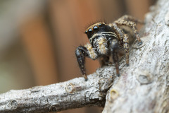 Habronattus oregonensis