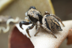 Habronattus oregonensis
