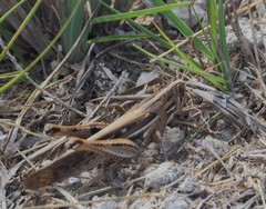 Schistocerca serialis cubense