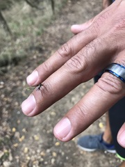 Psorophora longipalpus