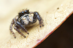 Habronattus oregonensis
