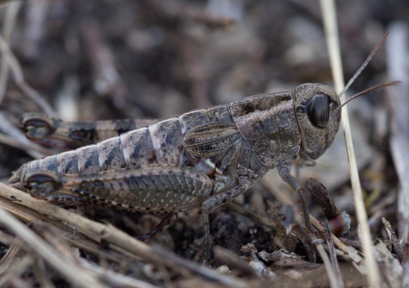 Balkan Pincer Grasshopper