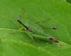 Odontopodisma decipiens decipiens