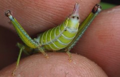 Odontopodisma decipiens decipiens