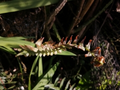 Blechnum hastatum