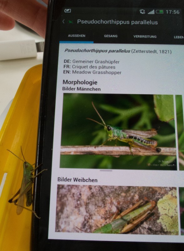 Meadow grasshopper (Pseudochorthippus parallelus)