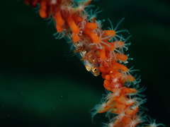 Bryaninops