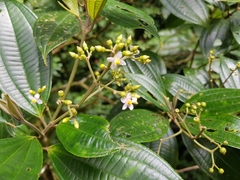 Miconia cooperi