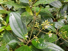 Miconia cooperi