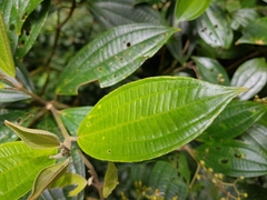 Miconia cooperi