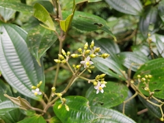 Miconia cooperi