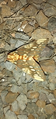 Citheronia brissotii