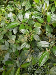 Miconia cooperi